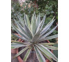 Агава варієгатна американська (Agave americana var)